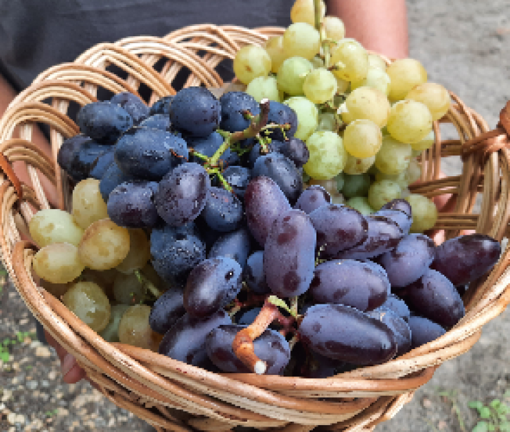 Эксперты назвали сорт винограда, из которого получится «воронежское  просекко» | 36on.ru