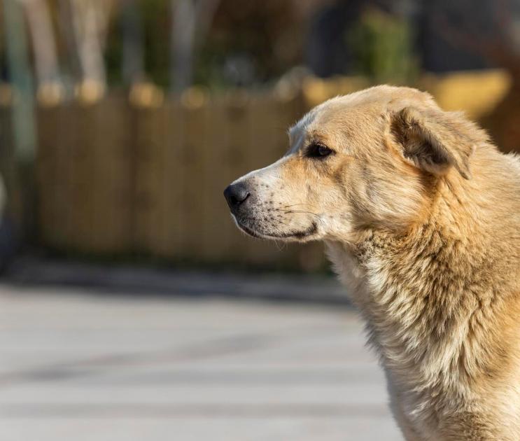 12 собак после жалоб воронежцев на агрессию забрали в приют