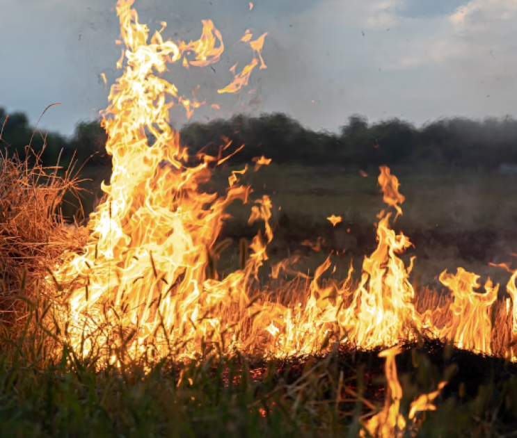 11 природных пожаров зафиксировали в Воронежской области за сутки