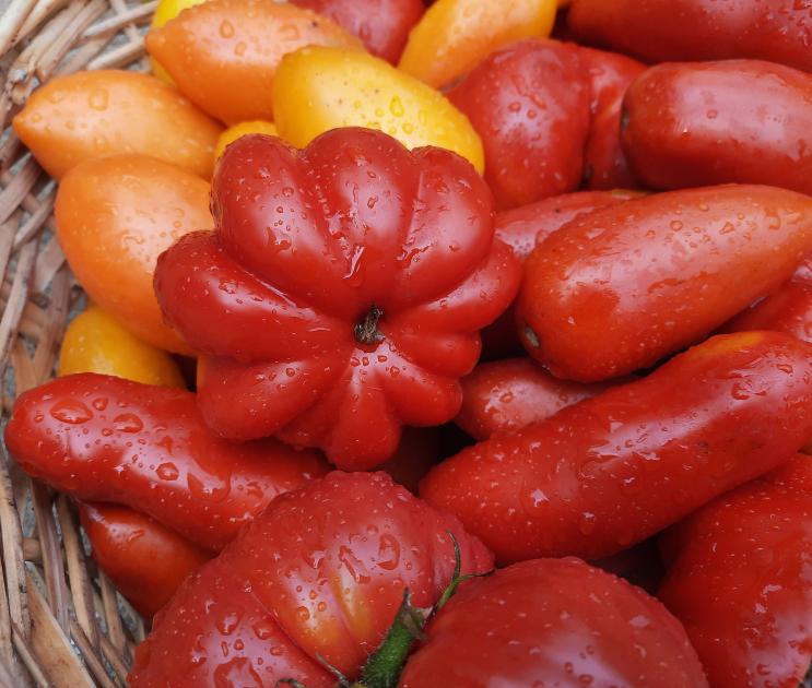 Родной помидор: какие сорта томатов выводят в Воронежской области 