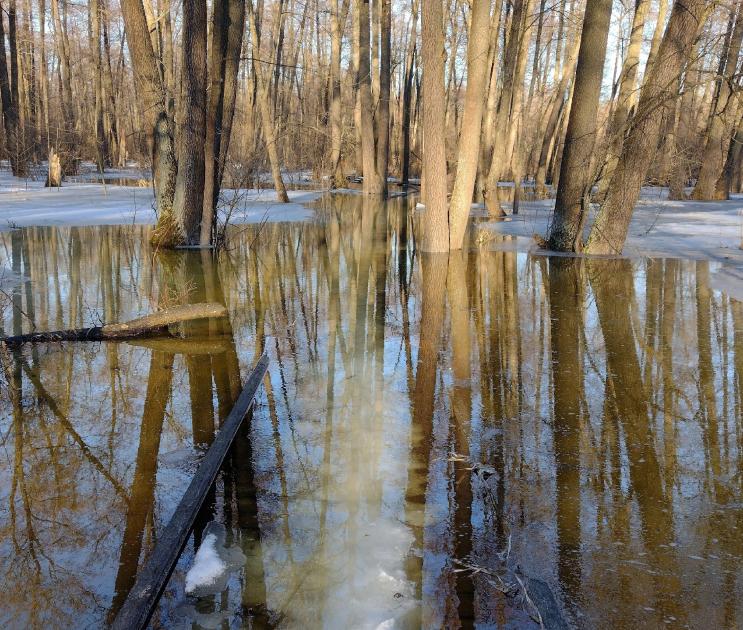  Экотропу затопило в Воронежском заповеднике 