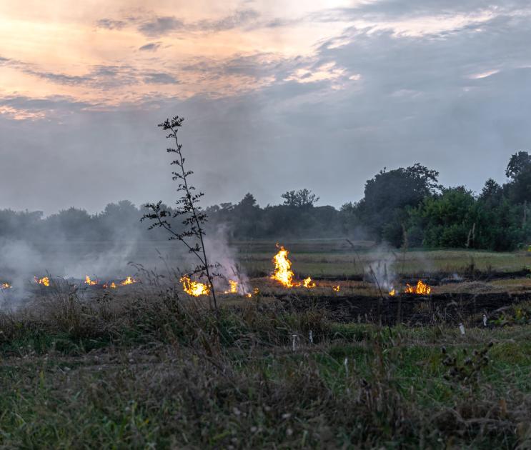 Минлесхоз: за неделю в Воронежской области произошло 27 ландшафтных пожаров