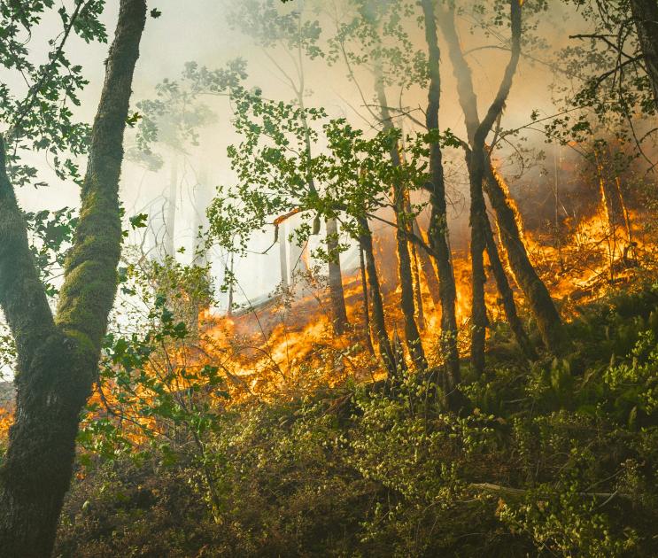 В Воронежской областью за лесопожарной обстановкой будут следить 50 камер
