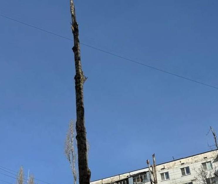 Воронежские экологи объяснили искромсанное обрезкой дерево на улице Лизюкова 