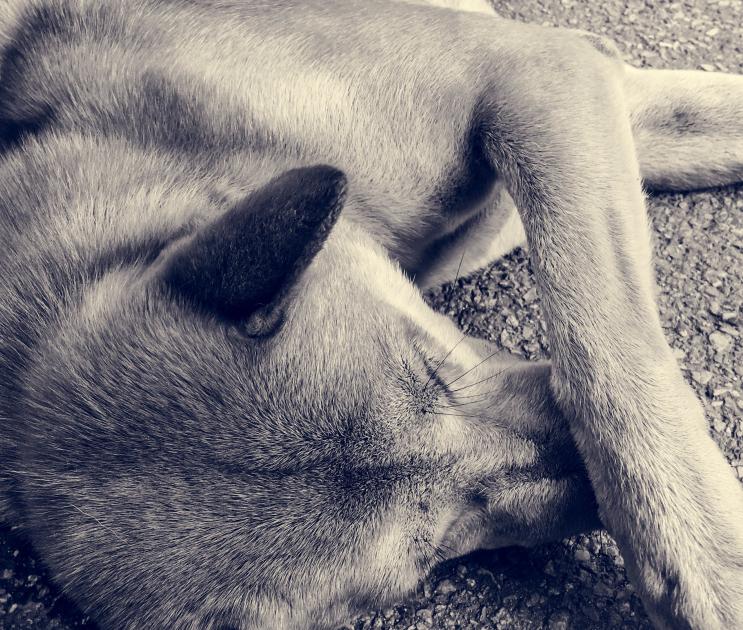 Бездомная собака искусала несовершеннолетнюю на остановке в Воронеже