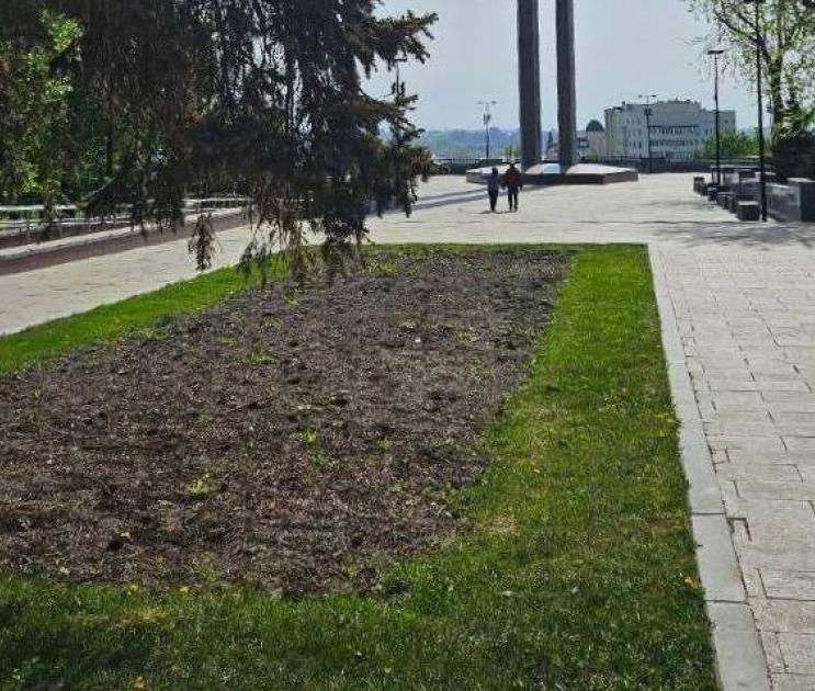 Воронежцы пожаловались на отсутствие тюльпанов на площади Победы