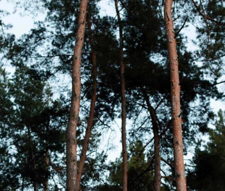 Фотоловушки начали устанавливать в лесах Борисоглебска