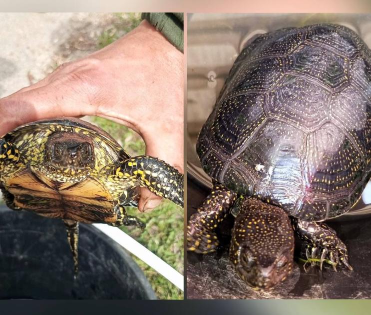  Воронежские полицейские спасли краснокнижных черепах от рыбаков