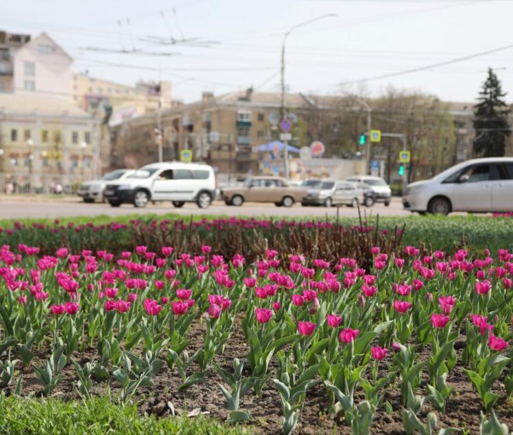 В Воронеже в апреле расцвели тюльпаны