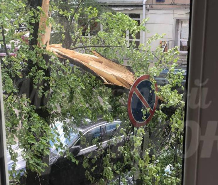 Дерево упало на 4 припаркованные машины на улице Володарского в Воронеже