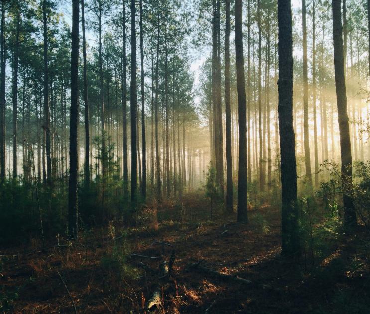 Александр Гусев: «Дал поручение приостановить вырубку деревьев в Тавровском лесу»