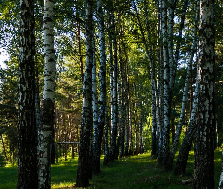 Еще 221 фотоловушка будет следить за санитарным состоянием лесов Воронежской области