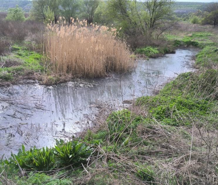 Воронежцы пожаловались на зловонные болота в селе Заброды