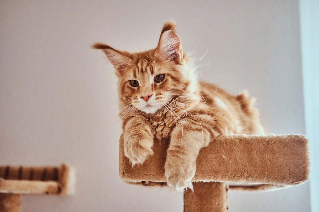 С кисточками на ушах: эксперты назвали самые популярные породы кошек в  Воронеже | 36on.ru